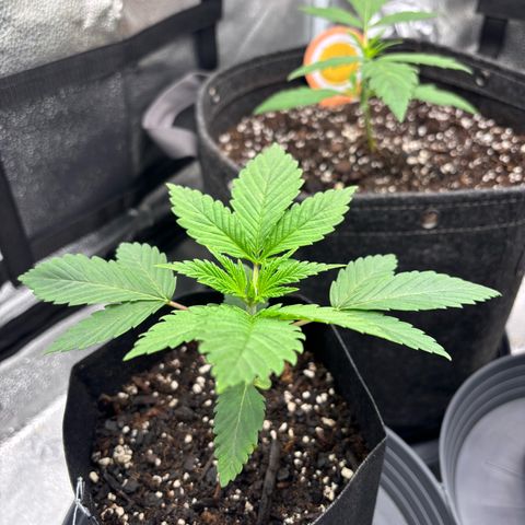 Scoops of Cream growlog timeline photo