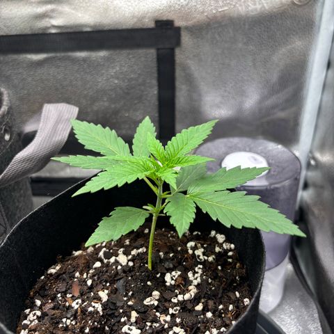 Badazz OG Cheese growlog timeline photo