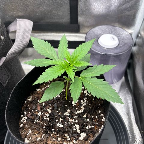 Badazz OG Cheese growlog timeline photo