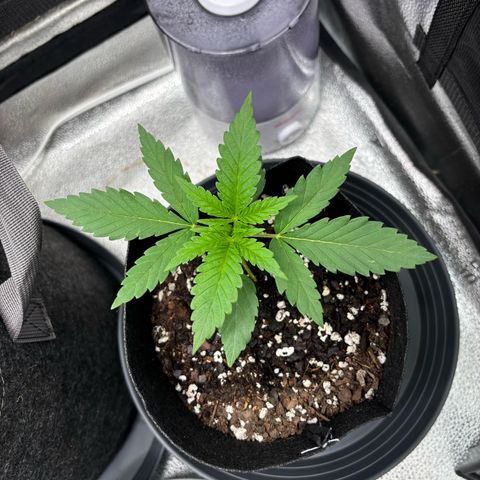 Badazz OG Cheese growlog timeline photo
