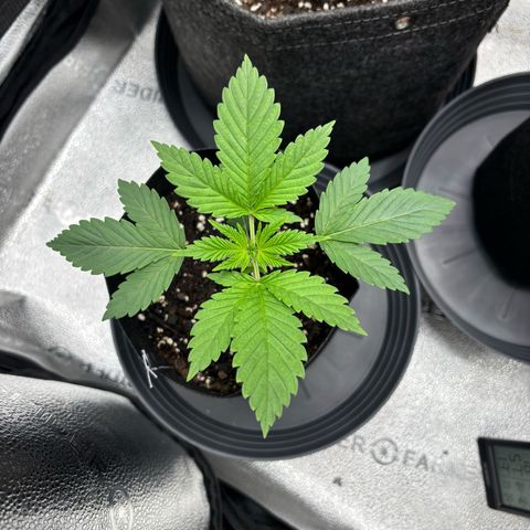 Scoops of Cream growlog timeline photo
