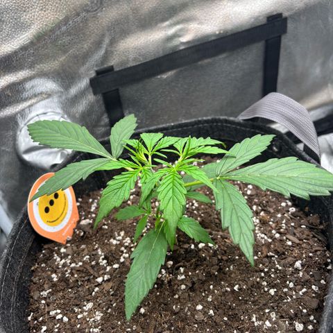 Strawberry Cheesecake growlog timeline photo