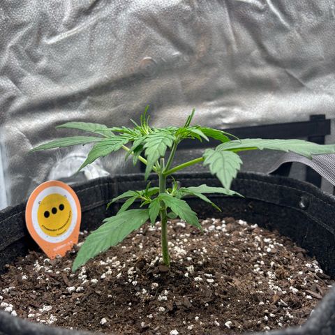Strawberry Cheesecake growlog timeline photo