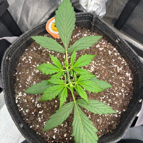 Strawberry Cheesecake growlog timeline photo