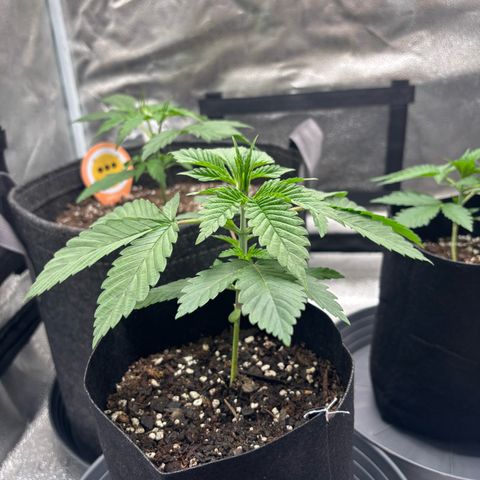 Scoops of Cream growlog timeline photo