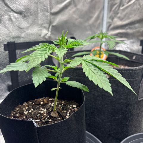 Scoops of Cream growlog timeline photo