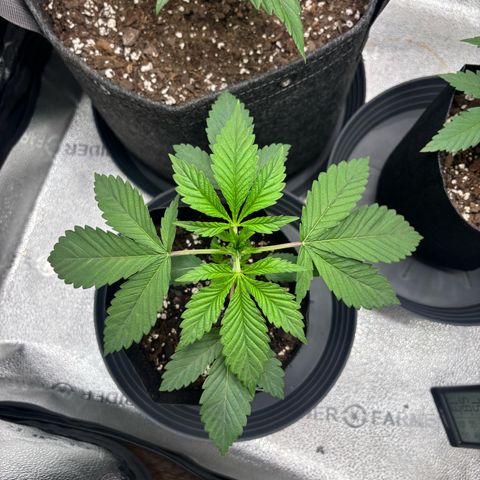 Scoops of Cream growlog timeline photo