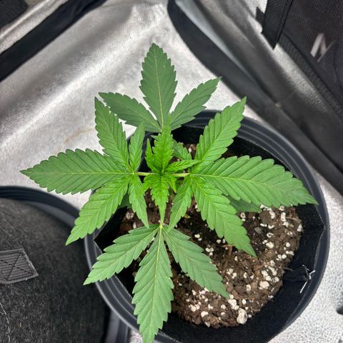 Badazz OG Cheese growlog timeline photo