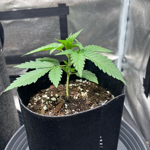 Badazz OG Cheese growlog timeline photo