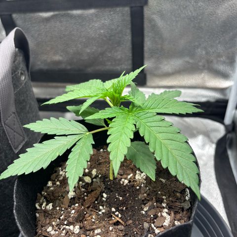 Badazz OG Cheese growlog timeline photo