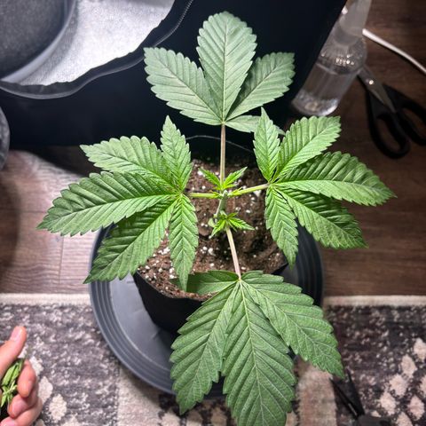 Scoops of Cream growlog timeline photo