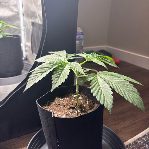 Scoops of Cream growlog timeline photo