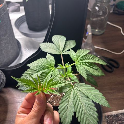 Scoops of Cream growlog timeline photo