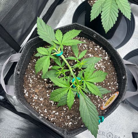 Strawberry Cheesecake growlog timeline photo