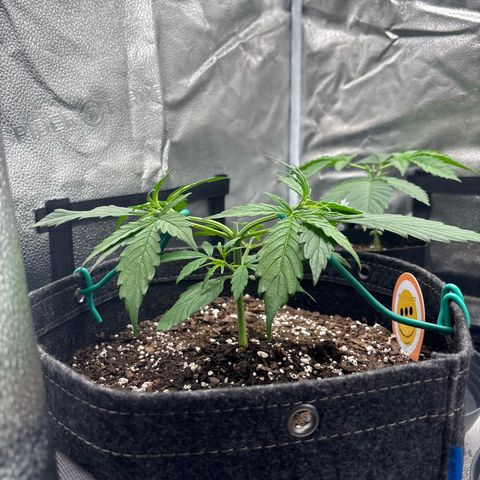 Strawberry Cheesecake growlog timeline photo