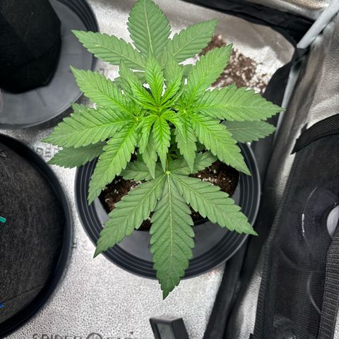 Badazz OG Cheese growlog timeline photo