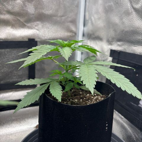 Badazz OG Cheese growlog timeline photo