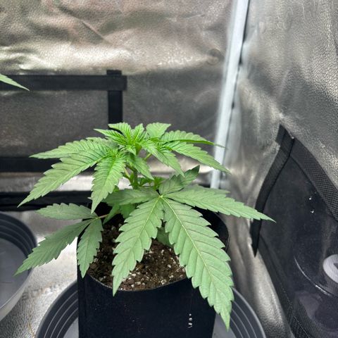 Badazz OG Cheese growlog timeline photo