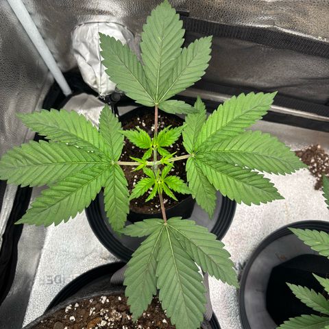 Scoops of Cream growlog timeline photo