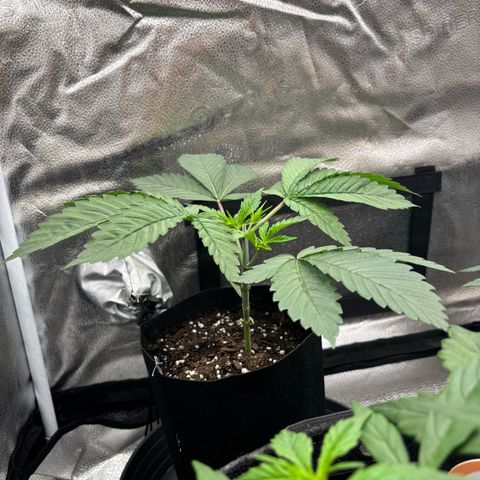 Scoops of Cream growlog timeline photo