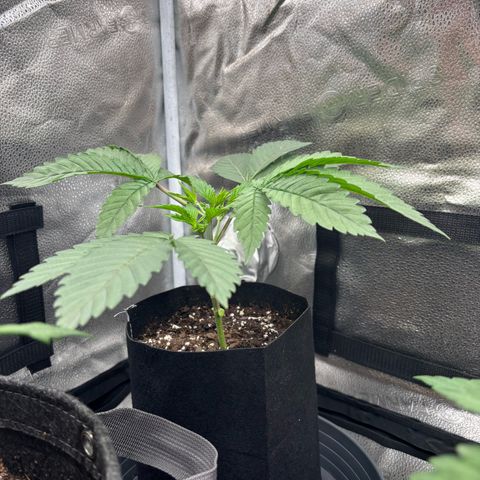 Scoops of Cream growlog timeline photo