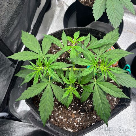 Strawberry Cheesecake growlog timeline photo