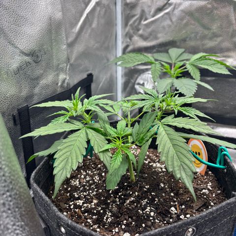 Strawberry Cheesecake growlog timeline photo