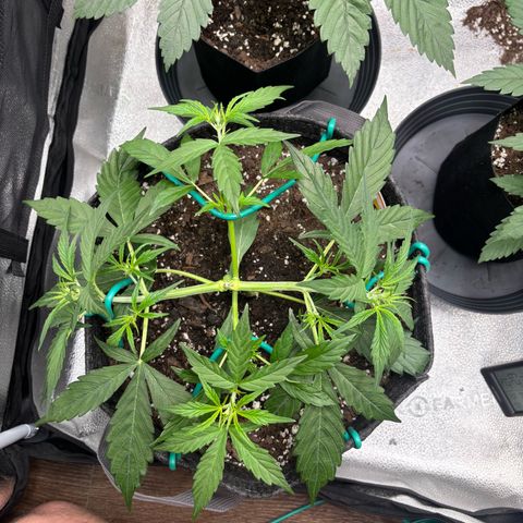 Strawberry Cheesecake growlog timeline photo