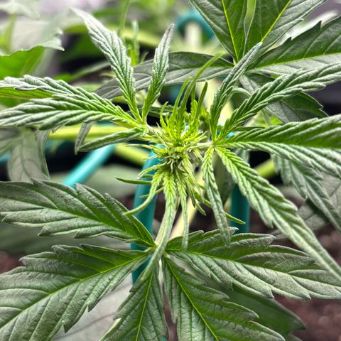 Strawberry Cheesecake growlog timeline photo