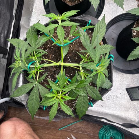 Strawberry Cheesecake growlog timeline photo