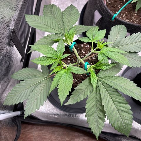 Scoops of Cream growlog timeline photo