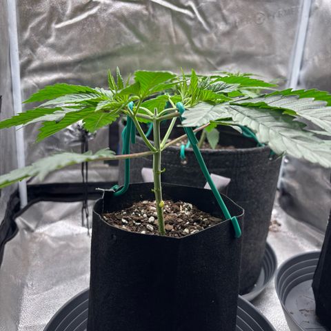 Scoops of Cream growlog timeline photo