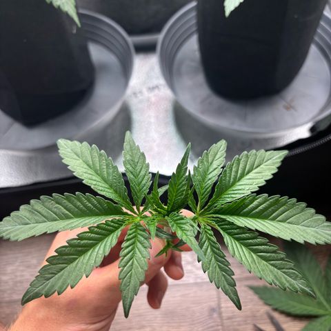 Badazz OG Cheese growlog timeline photo