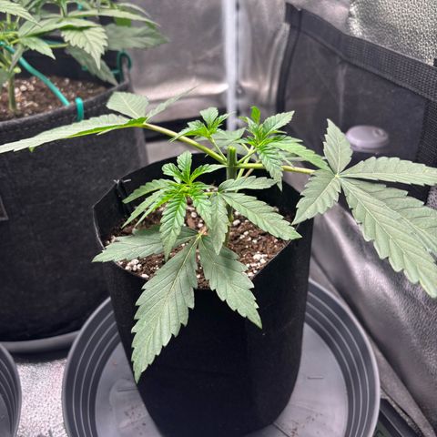 Badazz OG Cheese growlog timeline photo