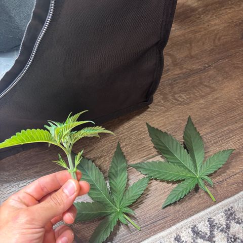 Badazz OG Cheese growlog timeline photo