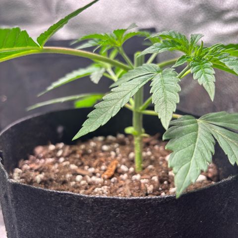 Badazz OG Cheese growlog timeline photo