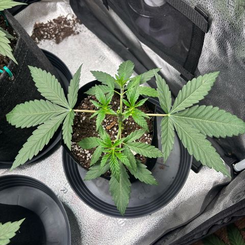 Badazz OG Cheese growlog timeline photo