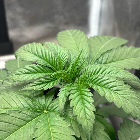 Badazz OG Cheese growlog timeline photo
