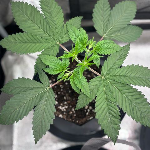 Scoops of Cream growlog timeline photo