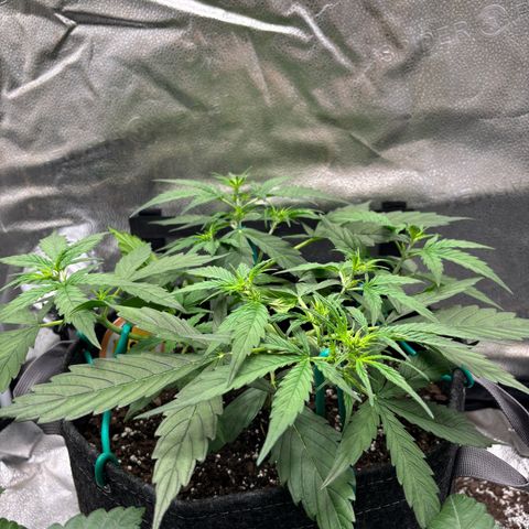 Strawberry Cheesecake growlog timeline photo
