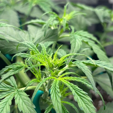 Strawberry Cheesecake growlog timeline photo