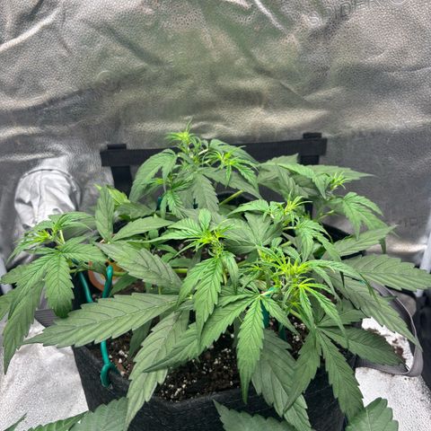 Strawberry Cheesecake growlog timeline photo