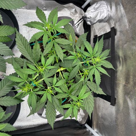 Strawberry Cheesecake growlog timeline photo
