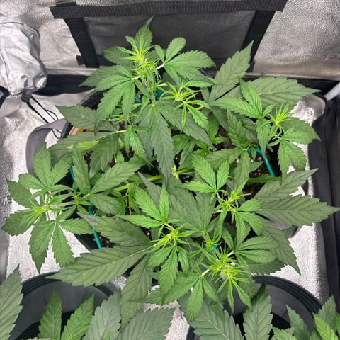 Strawberry Cheesecake growlog timeline photo
