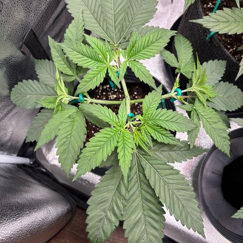 Scoops of Cream growlog timeline photo