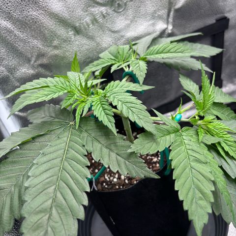 Scoops of Cream growlog timeline photo
