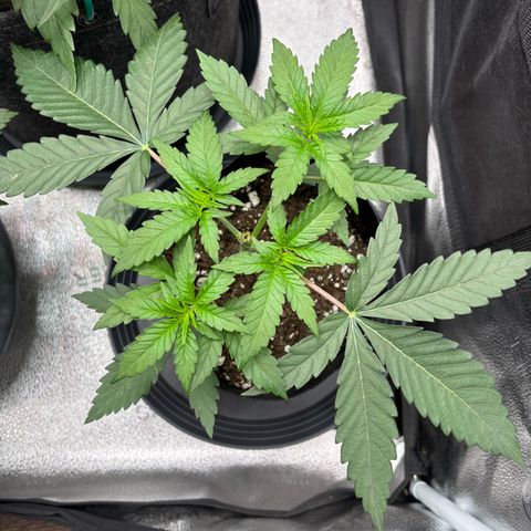 Badazz OG Cheese growlog timeline photo