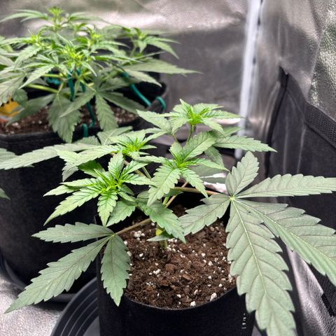 Badazz OG Cheese growlog timeline photo
