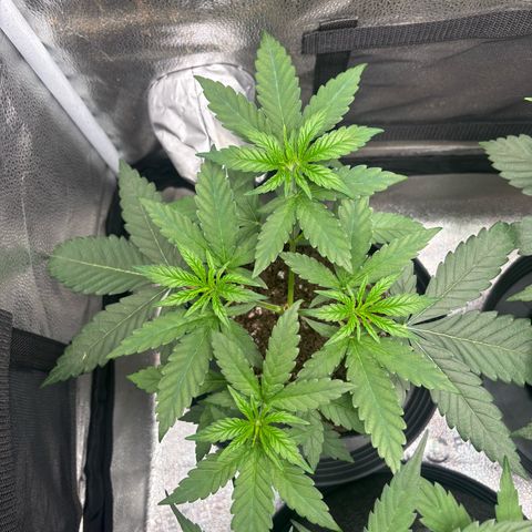 Badazz OG Cheese growlog timeline photo