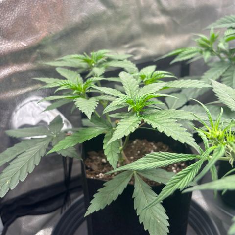 Badazz OG Cheese growlog timeline photo